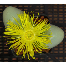 Argyroderma Ringens - Seed
